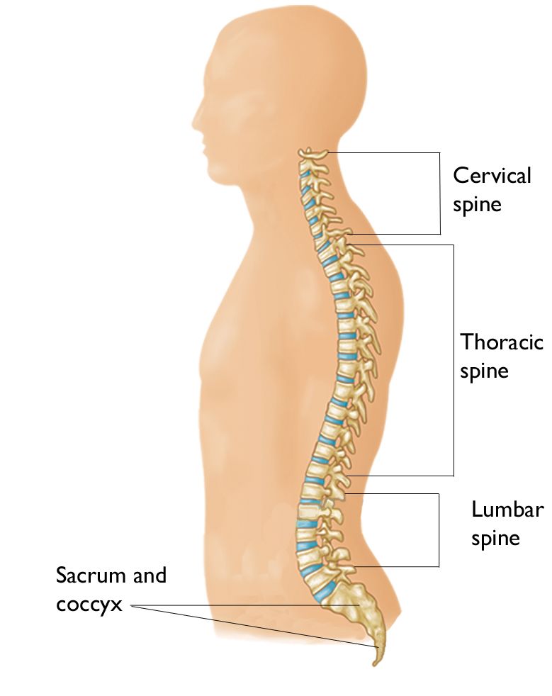 spine segments